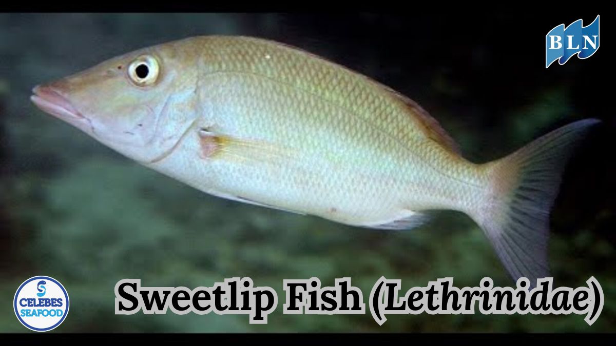 Revealing 5 Interesting Facts about Sweetlip Fish (Lethrinidae)